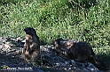VBS_1 -  Plateau du Mont-Cenise, Grand Croix, Marmotte_-_0048 mt
